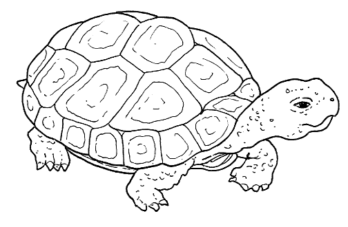Desenhos de Tartarugas para imprimir e colorir: Baixe agora grátis desenhos de Tartarugas para imprimir e colorir. E o que é melhor, com alta qualidade e economia de tinta e papel com as versões formatadas.
