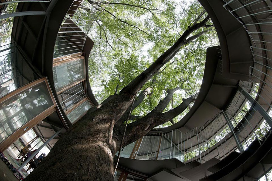 Escola infantil é construída em torno de uma árvore centenária