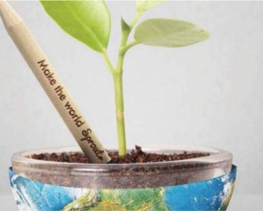 Empresa lança lápis que vira planta depois de usado