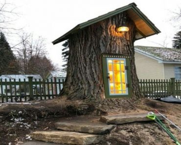 Árvore que seria cortada transforma-se em uma biblioteca encantadora