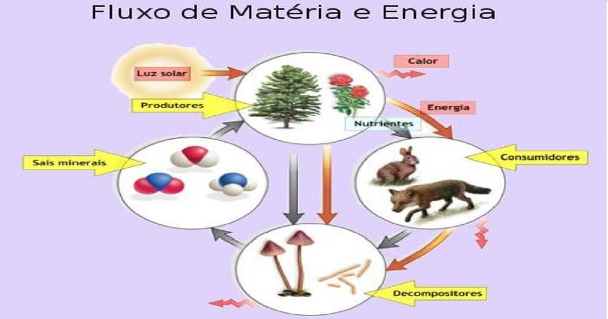 Ciclo Da Materia E Fluxo De Energia - FDPLEARN