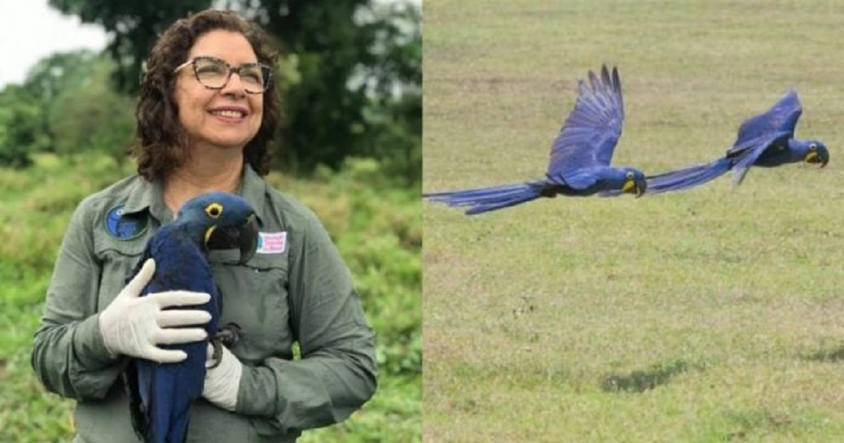 Bióloga que salvou a Arara Azul da extinção, concorre ao prêmio “Faz Diferença”