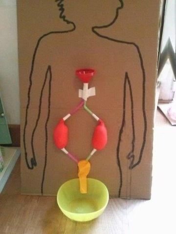 Ideias e Manualidade das partes do Corpo Humano - Imagem 03