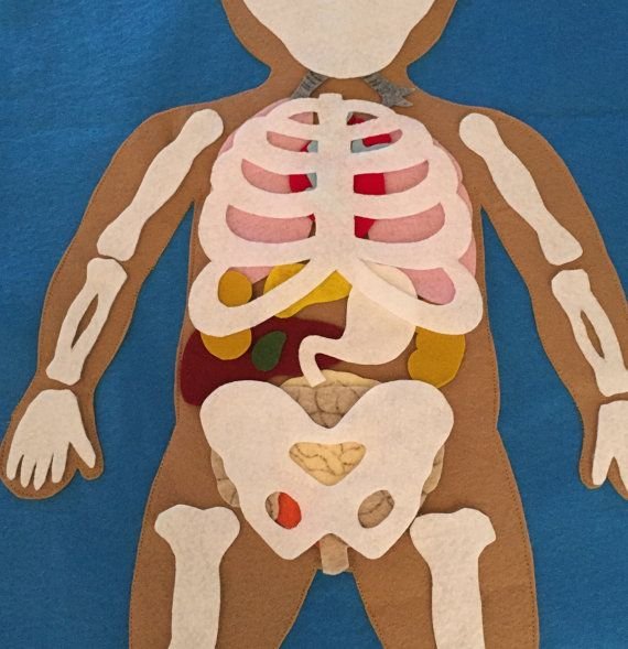 Ideias e Manualidade das partes do Corpo Humano - Imagem 08